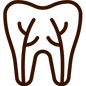 Tooth diagram showing internal pulp and root canal structure for dental education.